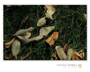 IMGP6336-1.jpg