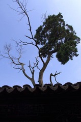 MYZH7395.JPG