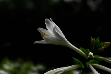 IMGP4386.JPG