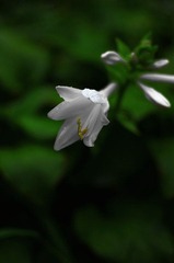 IMGP4387-1.jpg