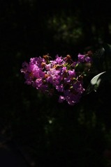 IMGP4596.JPG