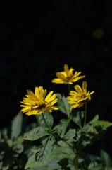 IMGP6301-1.jpg