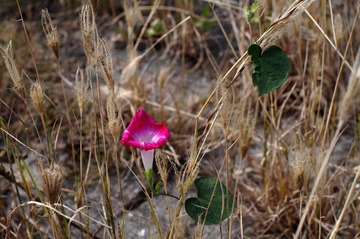 IMGP6367.JPG