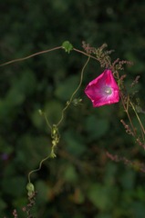 IMGP6369.JPG