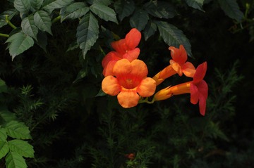IMGP6379.JPG