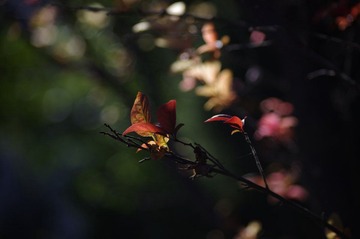 MYZH7765.JPG