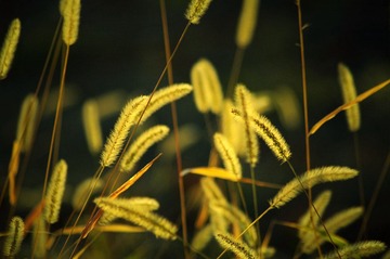 MYZH7926-1.jpg