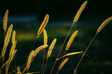 MYZH7927-1.jpg