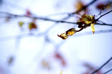 MYZH6704-1.jpg