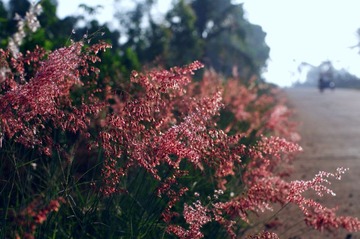 MYZH8395.JPG