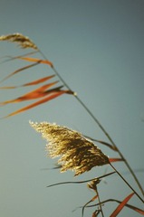 MYZH9085-0.jpg