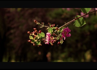 IMGP4585-1.jpg