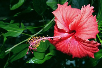 扶桑花