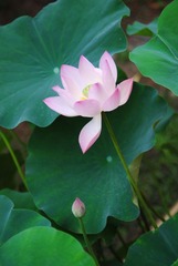 圆明园的荷