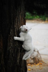 小猫咪爬树