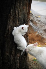 小萝莉被猥琐大叔尾随。。。