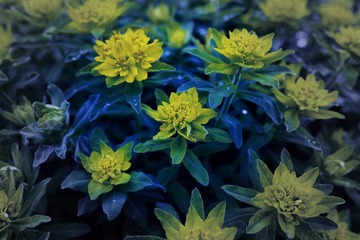 IMG_1130_copy.jpg