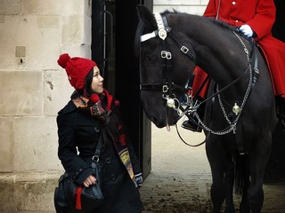 horse