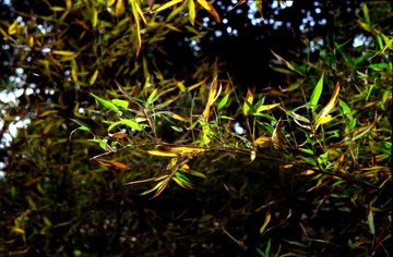 Scan-101108-0025