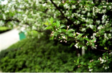 Scan-101107-0042