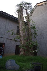 IMGP9911.JPG