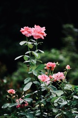 D193C22F-2ED4-4916-A687-D80F10612560/L0/001