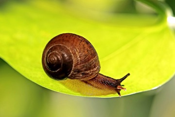 9067