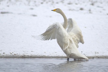50184