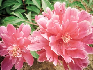DSC04315-1