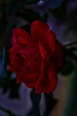 701F8F32-BB6B-484E-B8E1-37FFB6B4E623/L0/001
