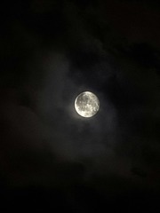 1000032461