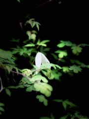 979569E3-28BC-4B27-9C1F-8E73FB334F64/L0/001
