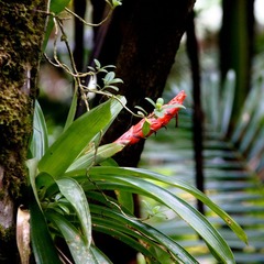 El Yunque