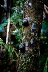 El Yunque