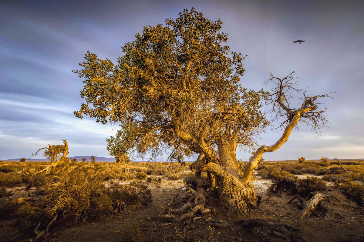 胡杨林拍摄于新疆木垒县胡杨林
