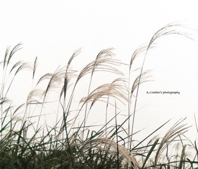 20101101(009)