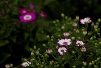 IMG_0973.JPG