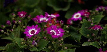 IMG_0991_nEO_IMG.jpg