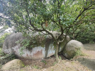1000035226