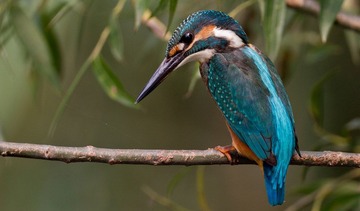 IMG_4962.jpg