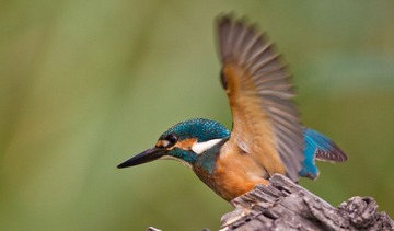 IMG_4981.jpg