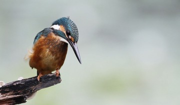 IMG_5031.jpg