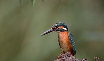 IMG_5071.jpg