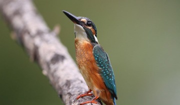 IMG_5103.jpg