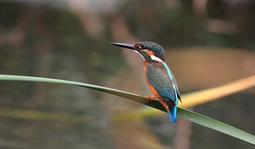 IMG_5117.jpg