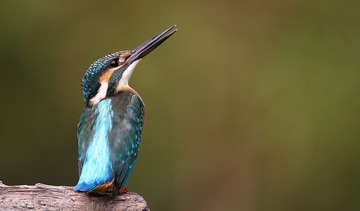 IMG_5134.jpg