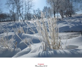 IMG_1666.jpg
