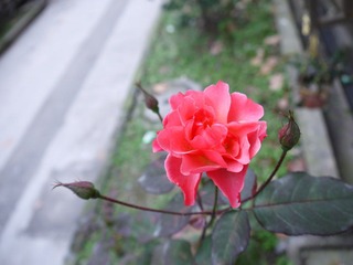 P1000166.JPG