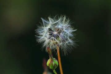 IMG_4561.JPG