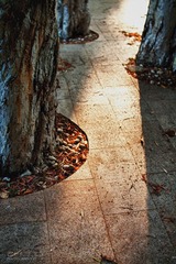 IMG_7397.jpg